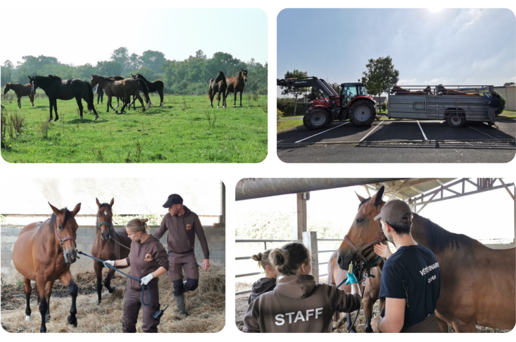 Le grand Sauvetage 83 chevaux